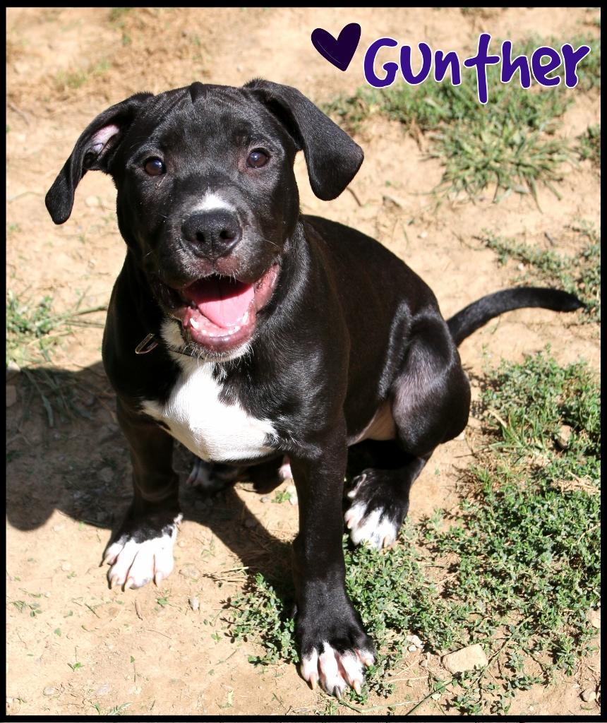 Gunther, Adoptable, Puppy Male Mixed Breed & Labrador Retriever.