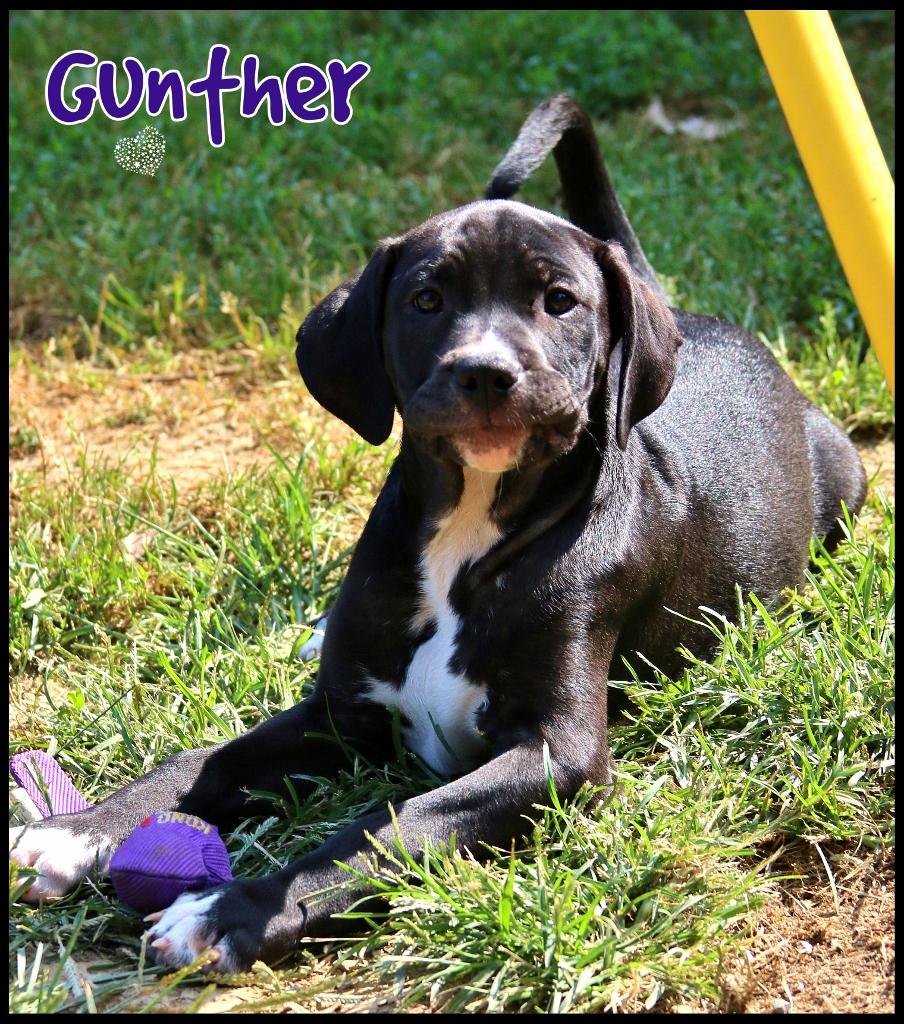 Gunther, a Adoptable mixed breed in Shippenville, PA image 6/6