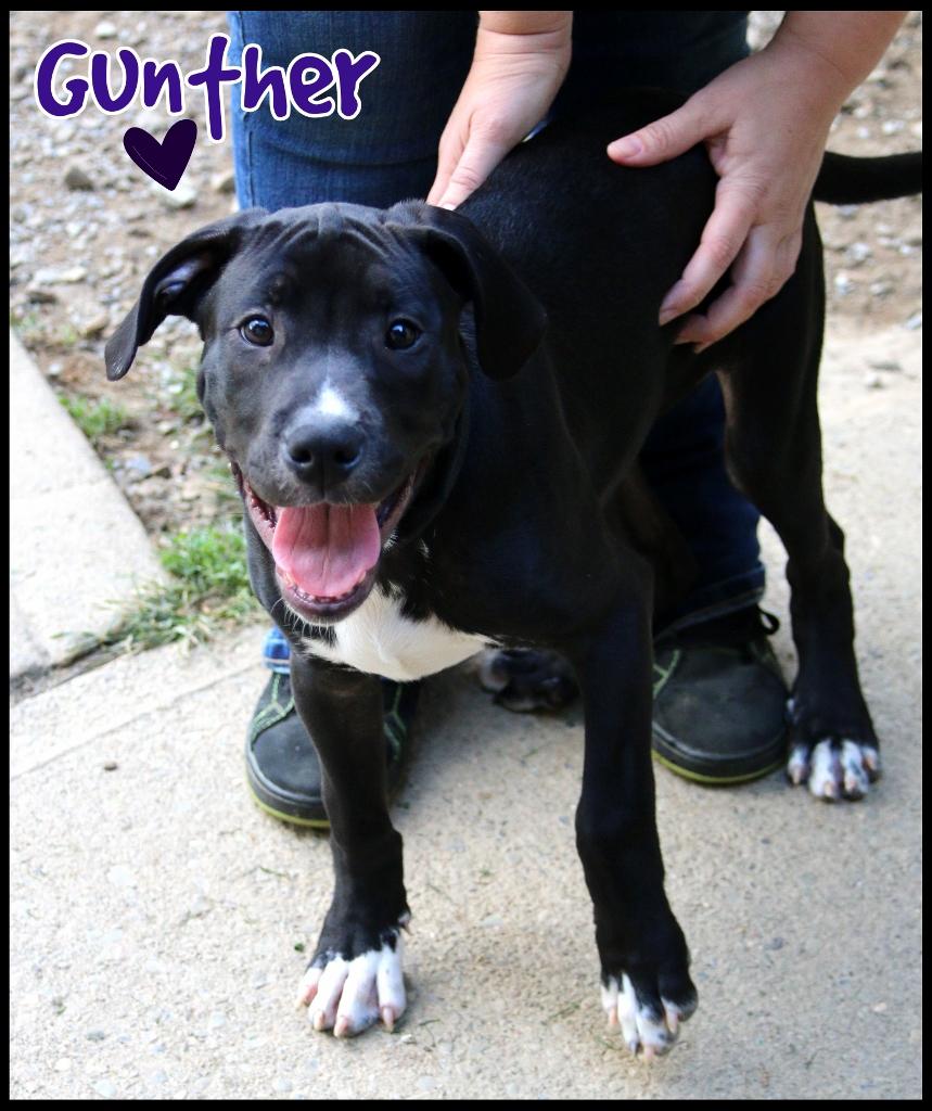 Gunther, a Adoptable mixed breed in Shippenville, PA image 4/6