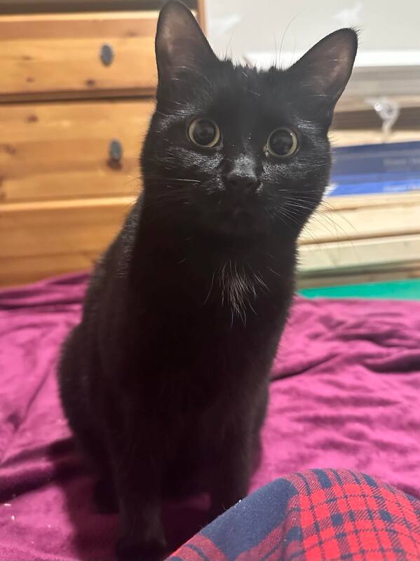 Enlarge Tiny & Hazel, a Adoptable Domestic Short Hair in Mississauga, ON image 1/5