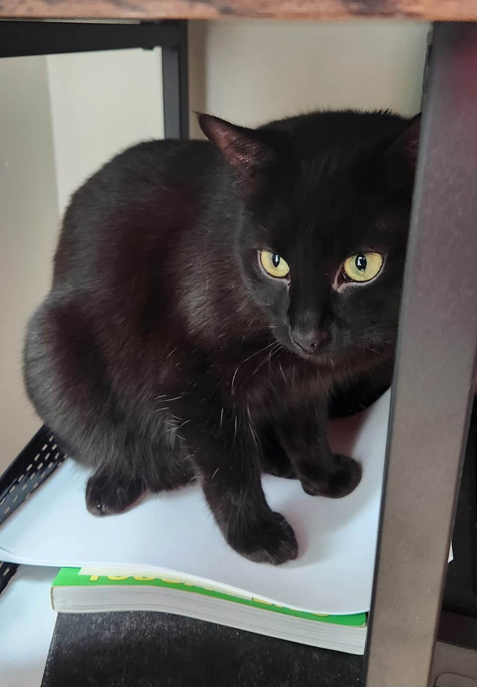 Enlarge Tiny & Hazel, a Adoptable Domestic Short Hair in Mississauga, ON image 2/5