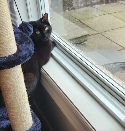 Enlarge Tiny & Hazel, a Adoptable Domestic Short Hair in Mississauga, ON image 3/5