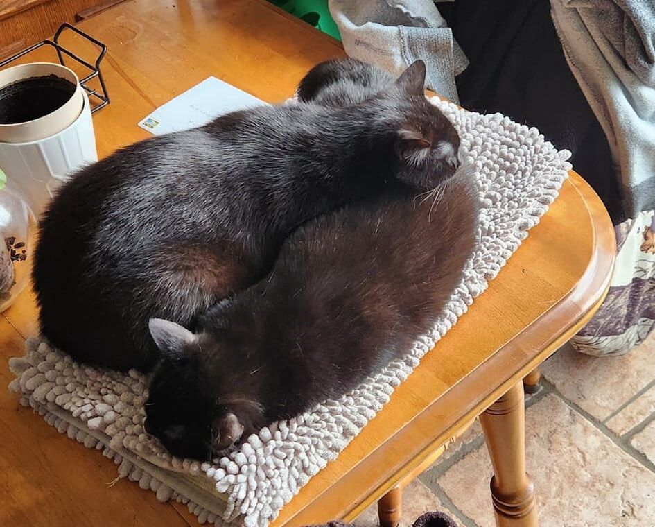 Enlarge Tiny & Hazel, a Adoptable Domestic Short Hair in Mississauga, ON image 4/5