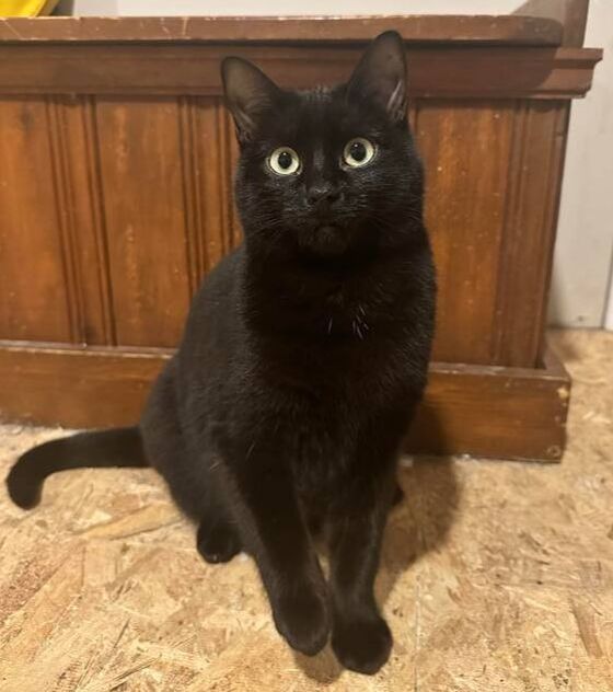 Enlarge Tiny & Hazel, a Adoptable Domestic Short Hair in Mississauga, ON image 5/5