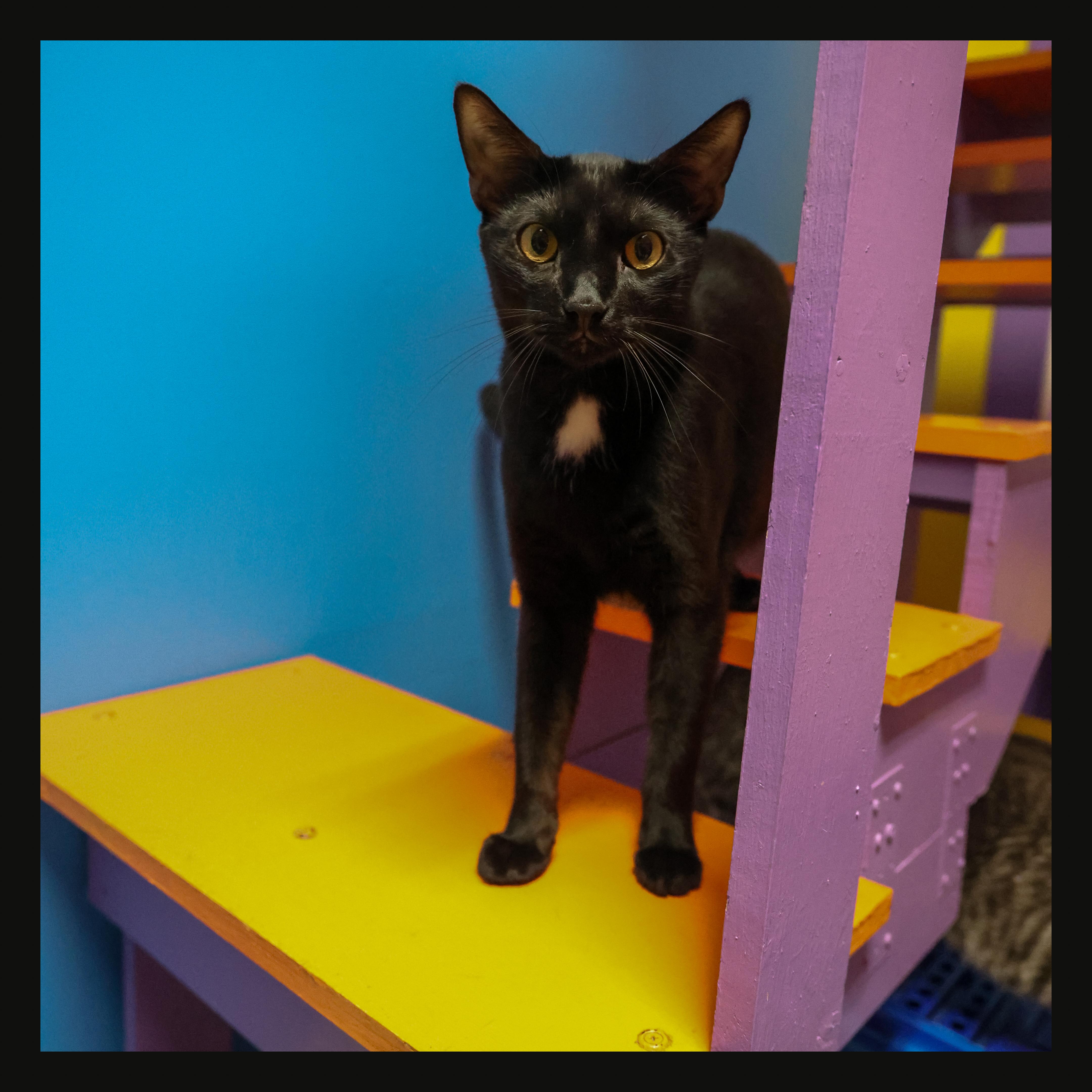 Enlarge Aiden, a ADOPTABLE Domestic Short Hair in Topeka, KS image 2/2
