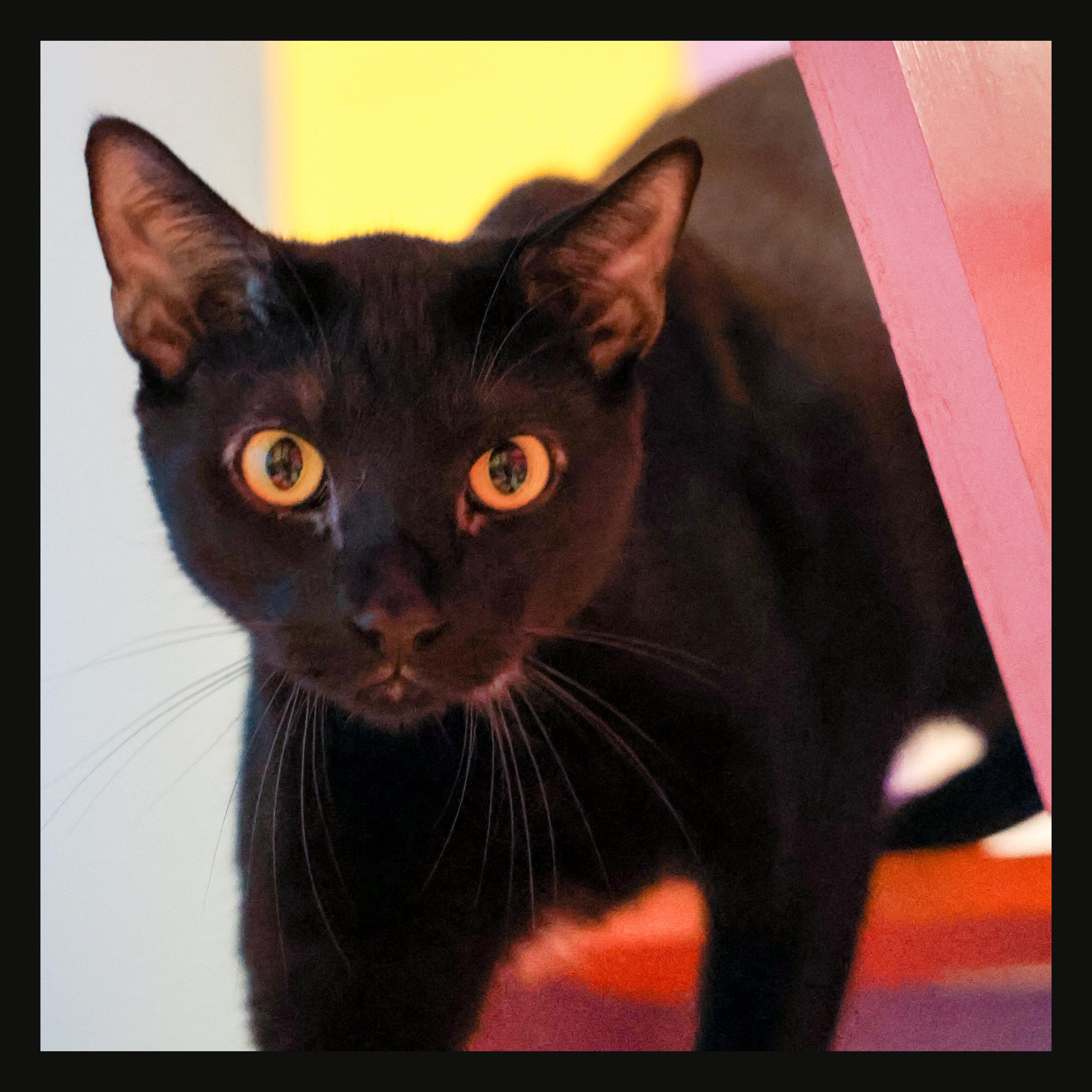 Enlarge Aiden, a ADOPTABLE Domestic Short Hair in Topeka, KS image 1/2
