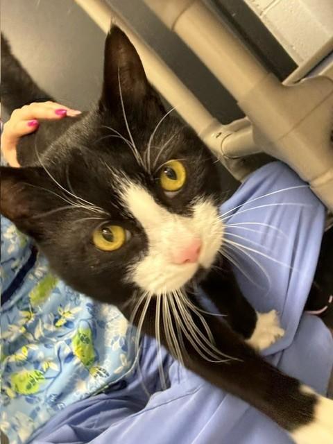 Enlarge Sudoku, a ADOPTABLE Domestic Short Hair in Edinburg, VA image 2/4