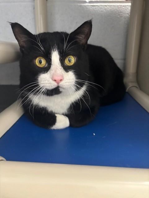 Enlarge Sudoku, a ADOPTABLE Domestic Short Hair in Edinburg, VA image 4/4