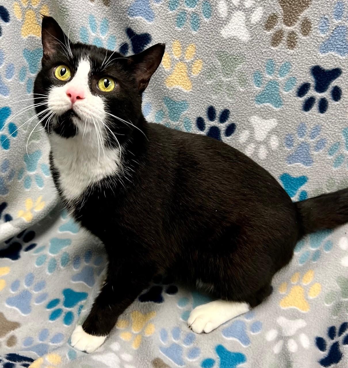 Sudoku, ADOPTABLE, Adult Male Domestic Short Hair.