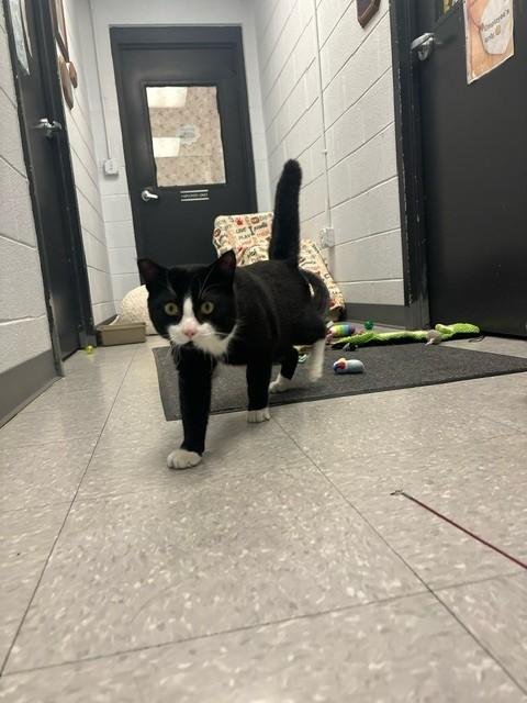 Enlarge Sudoku, a ADOPTABLE Domestic Short Hair in Edinburg, VA image 3/4