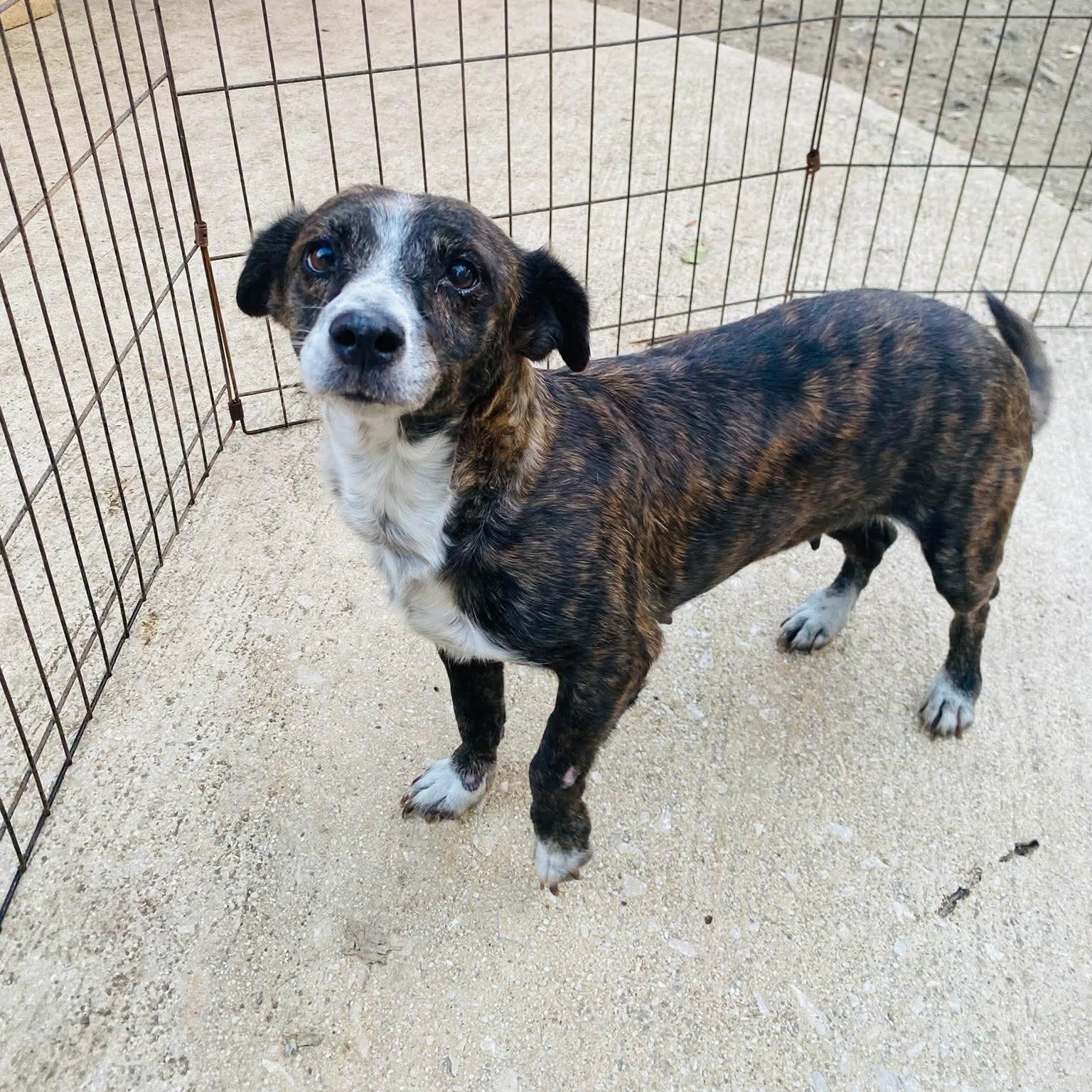 Enlarge BEE, an adopted mixed breed in Villalba, PR image 4/6