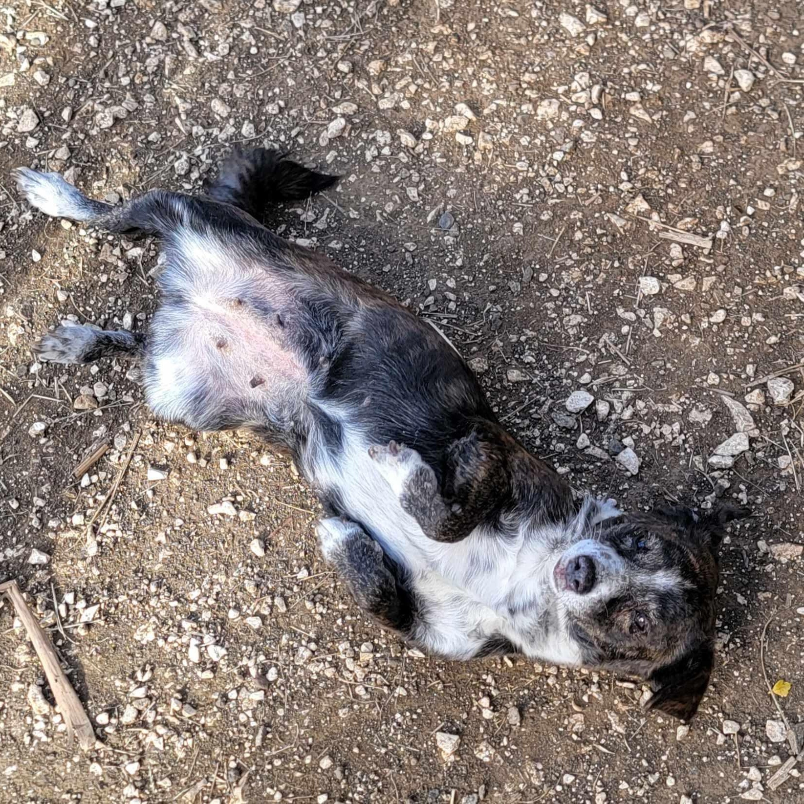 Enlarge BEE, an adopted mixed breed in Villalba, PR image 5/6