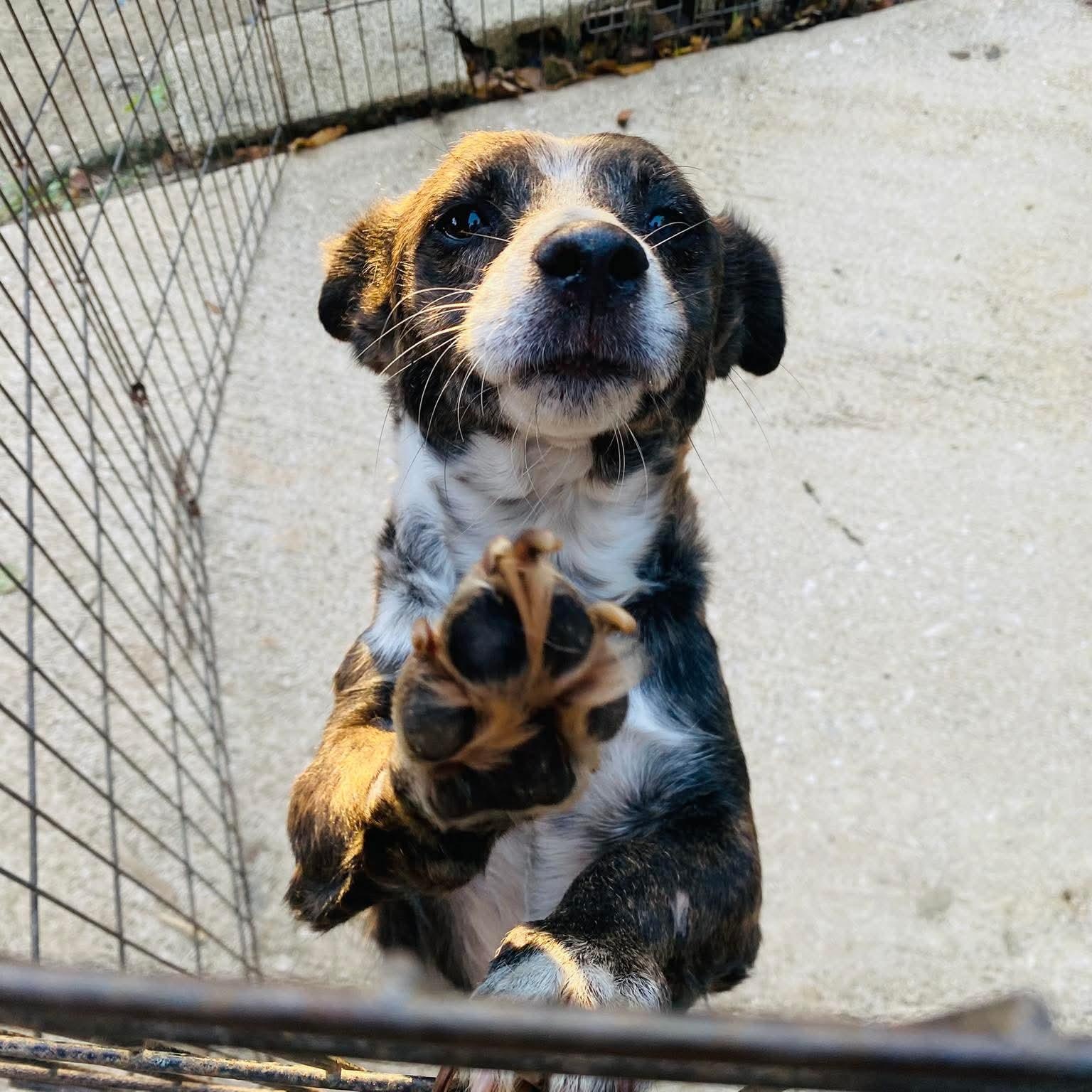BEE, adopted, Adult Female Terrier & Dachshund.