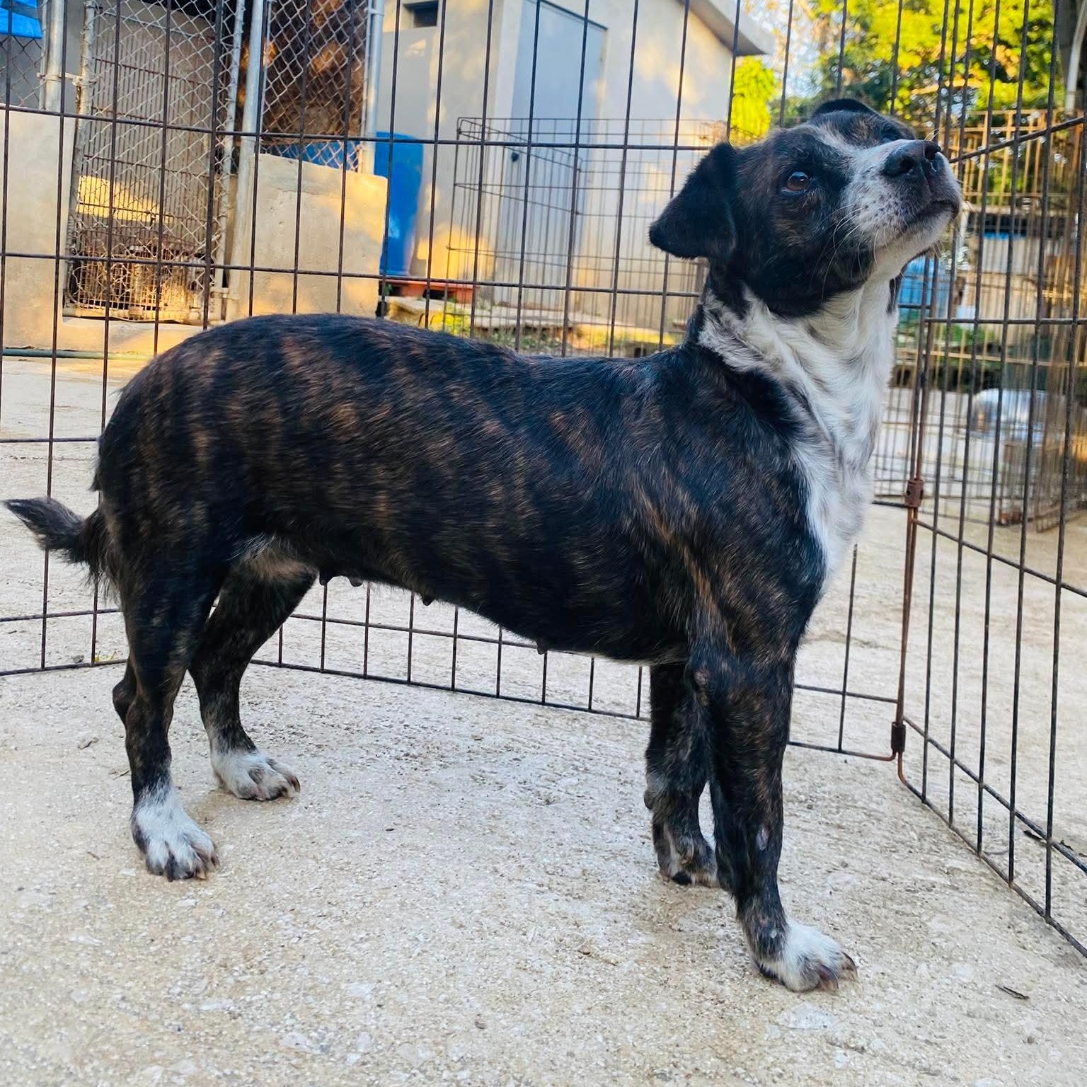 Enlarge BEE, an adopted mixed breed in Villalba, PR image 3/6