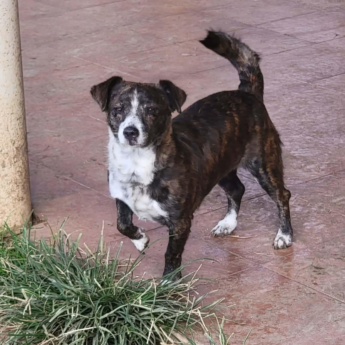 Enlarge BEE, an adopted mixed breed in Villalba, PR image 6/6