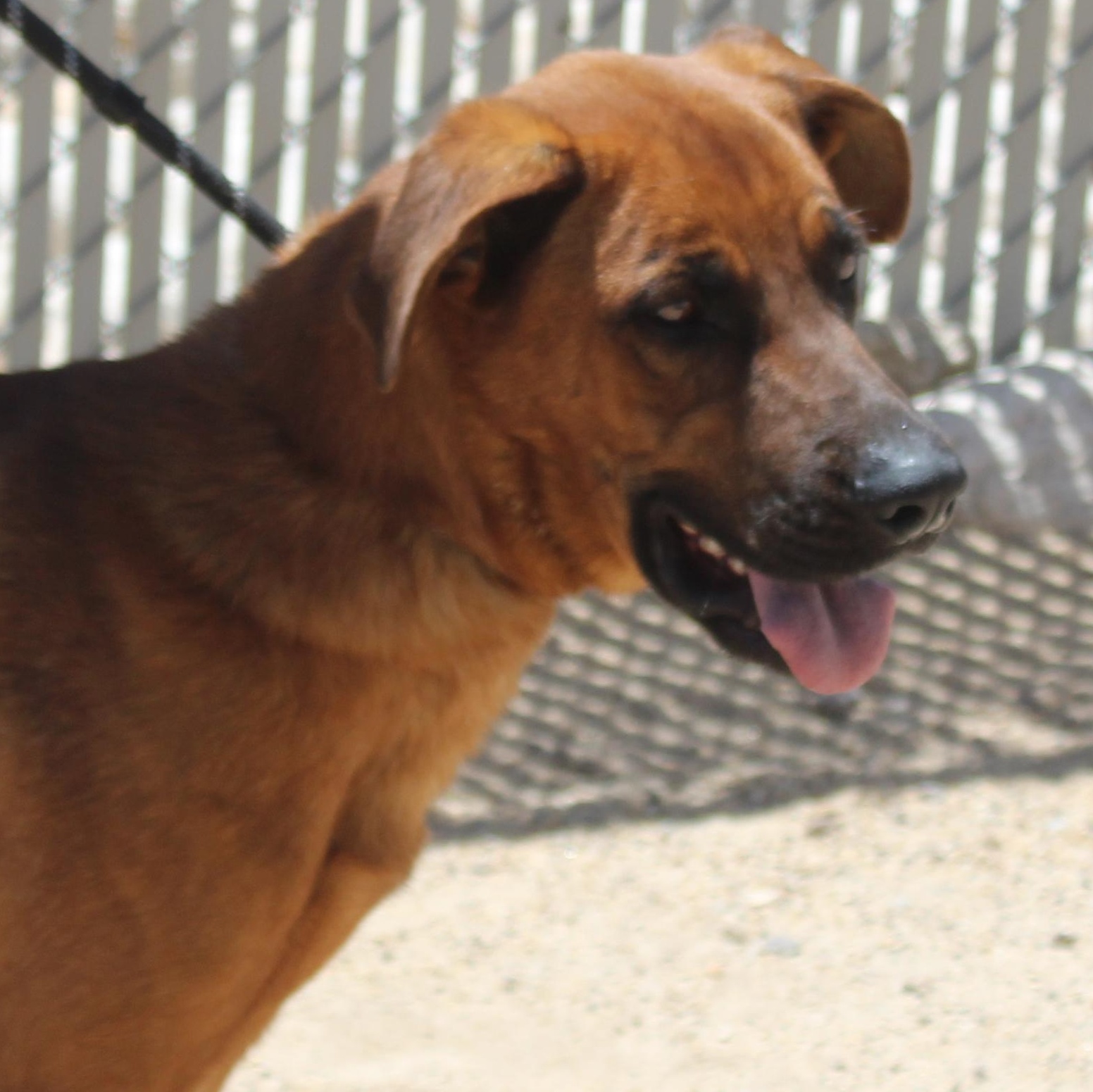 Enlarge Pig, a Adoptable Black Mouth Cur in Yucca Valley, CA image 1/3
