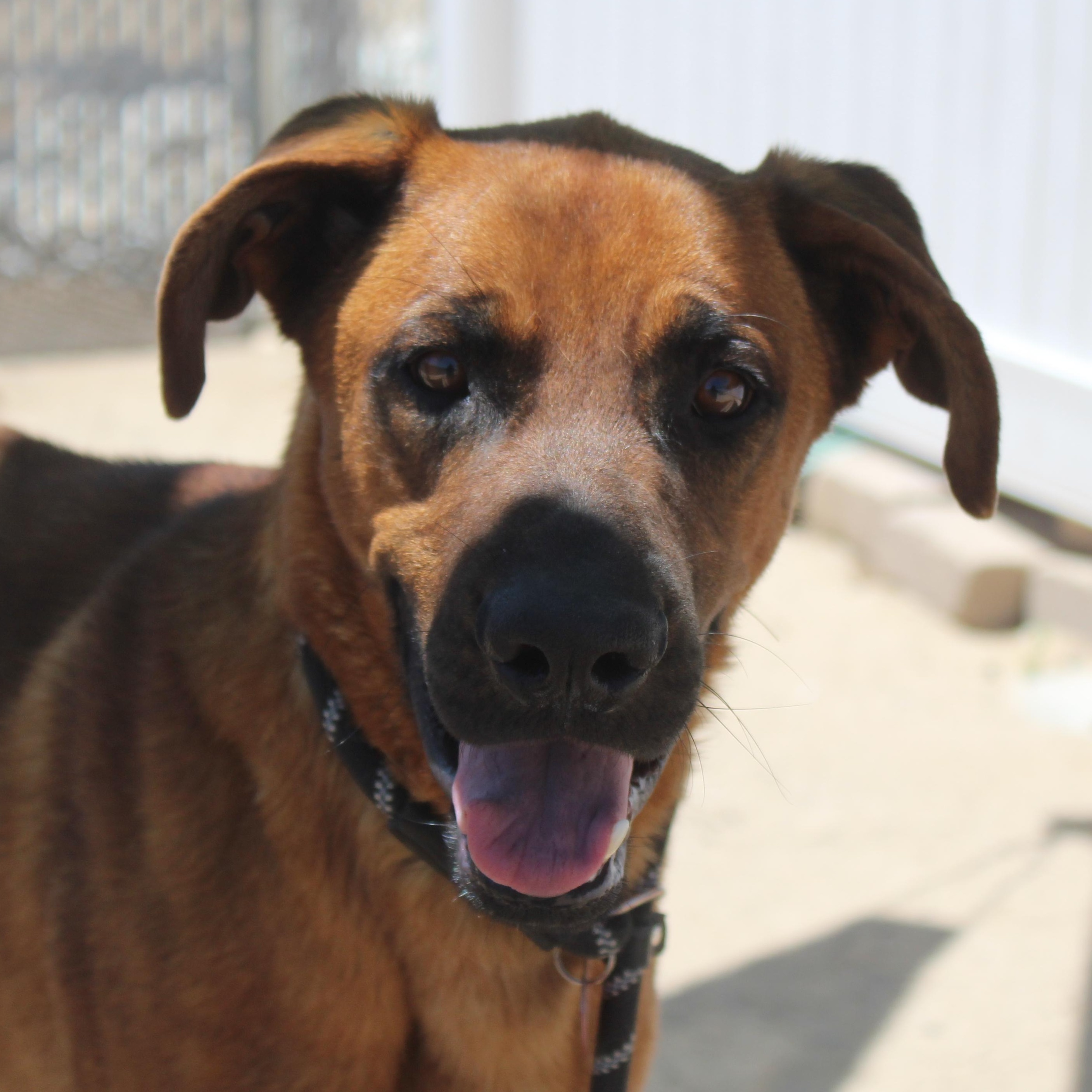 Enlarge Pig, a Adoptable Black Mouth Cur in Yucca Valley, CA image 2/3