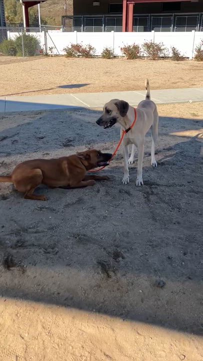 Enlarge Pig, a Adoptable Black Mouth Cur in Yucca Valley, CA video 3/3
