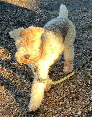 Enlarge Joy, a Adopted Wire Fox Terrier in Houston, TX image 5/5