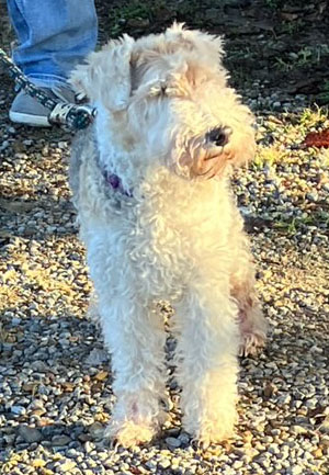 Enlarge Joy, a Adopted Wire Fox Terrier in Houston, TX image 2/5