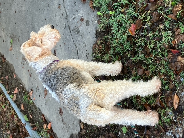 Enlarge Joy, a Adopted Wire Fox Terrier in Houston, TX image 4/5