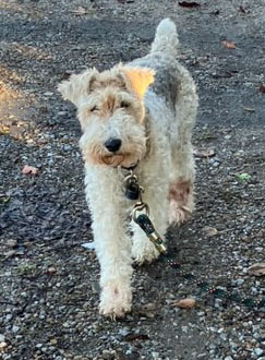 Joy, Adopted, Adult Female Wire Fox Terrier.