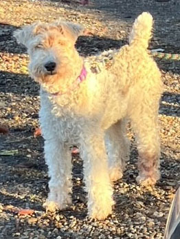 Enlarge Joy, a Adopted Wire Fox Terrier in Houston, TX image 3/5