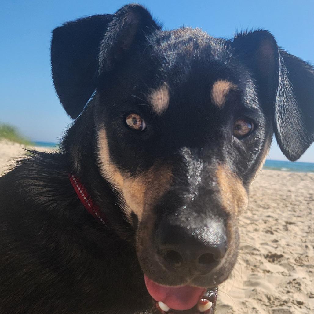 Scrappy, Adoptable, Young Male Mixed Breed.