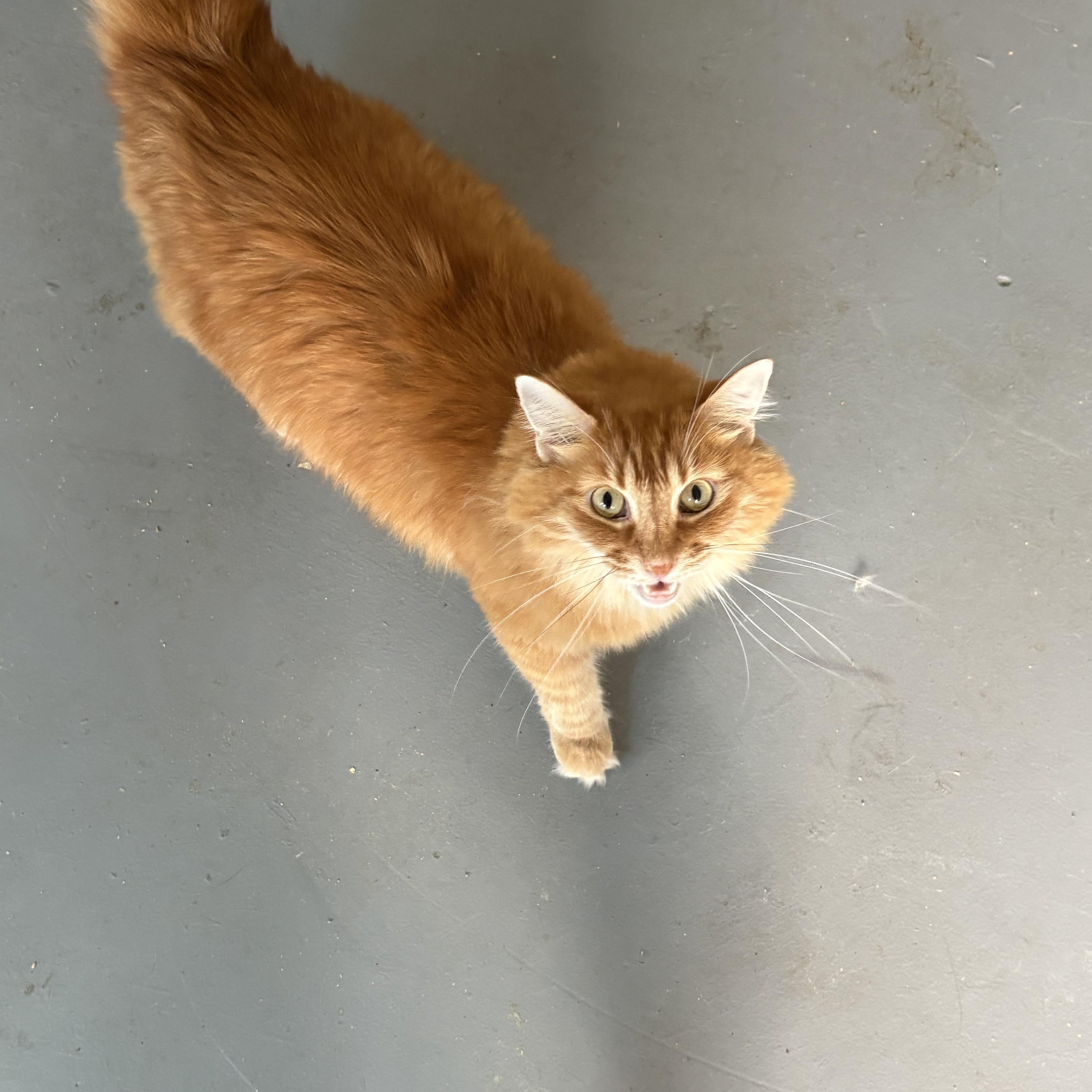 Enlarge Ginger, a ADOPTABLE Domestic Long Hair in Lehigh Acres, FL image 2/3
