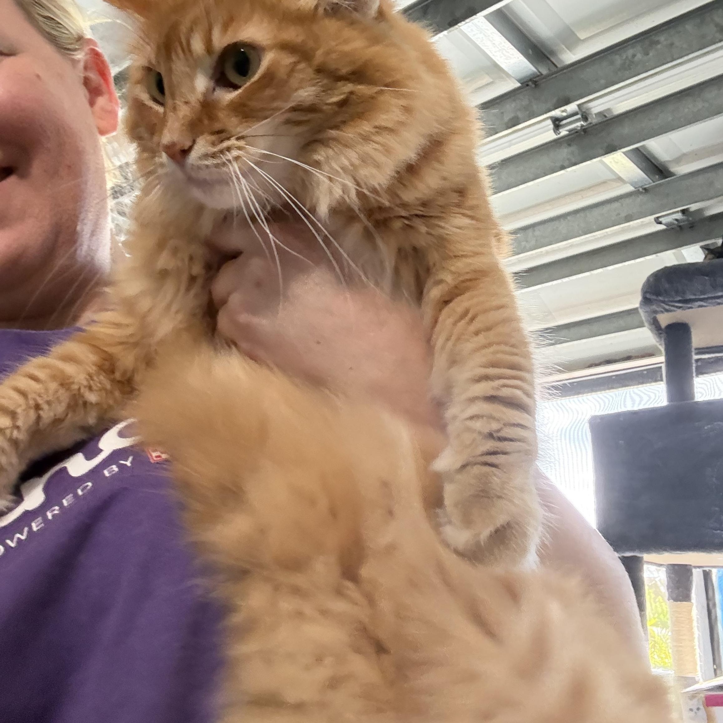Enlarge Ginger, a ADOPTABLE Domestic Long Hair in Lehigh Acres, FL image 3/3