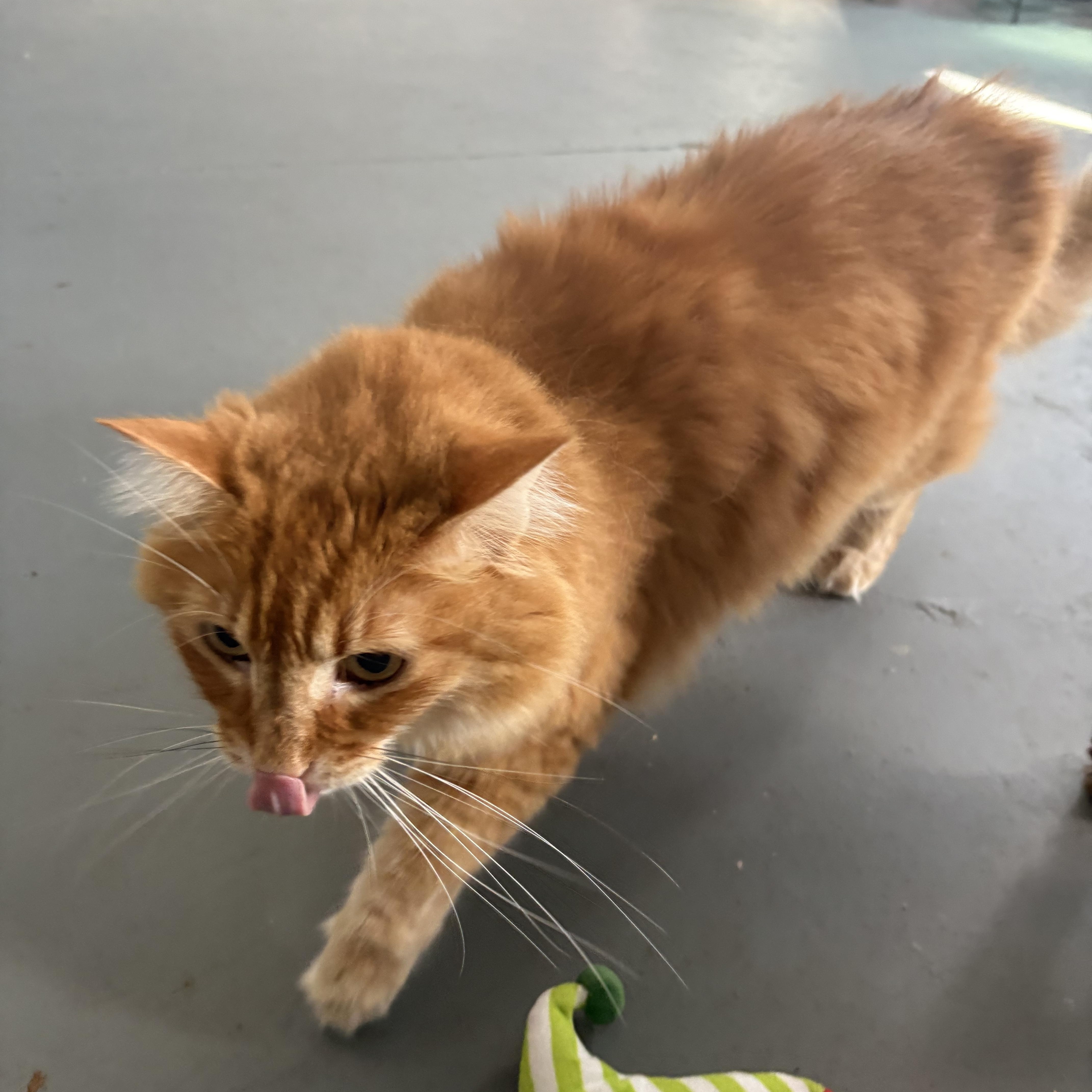 Ginger, ADOPTABLE, Adult Female Domestic Long Hair.