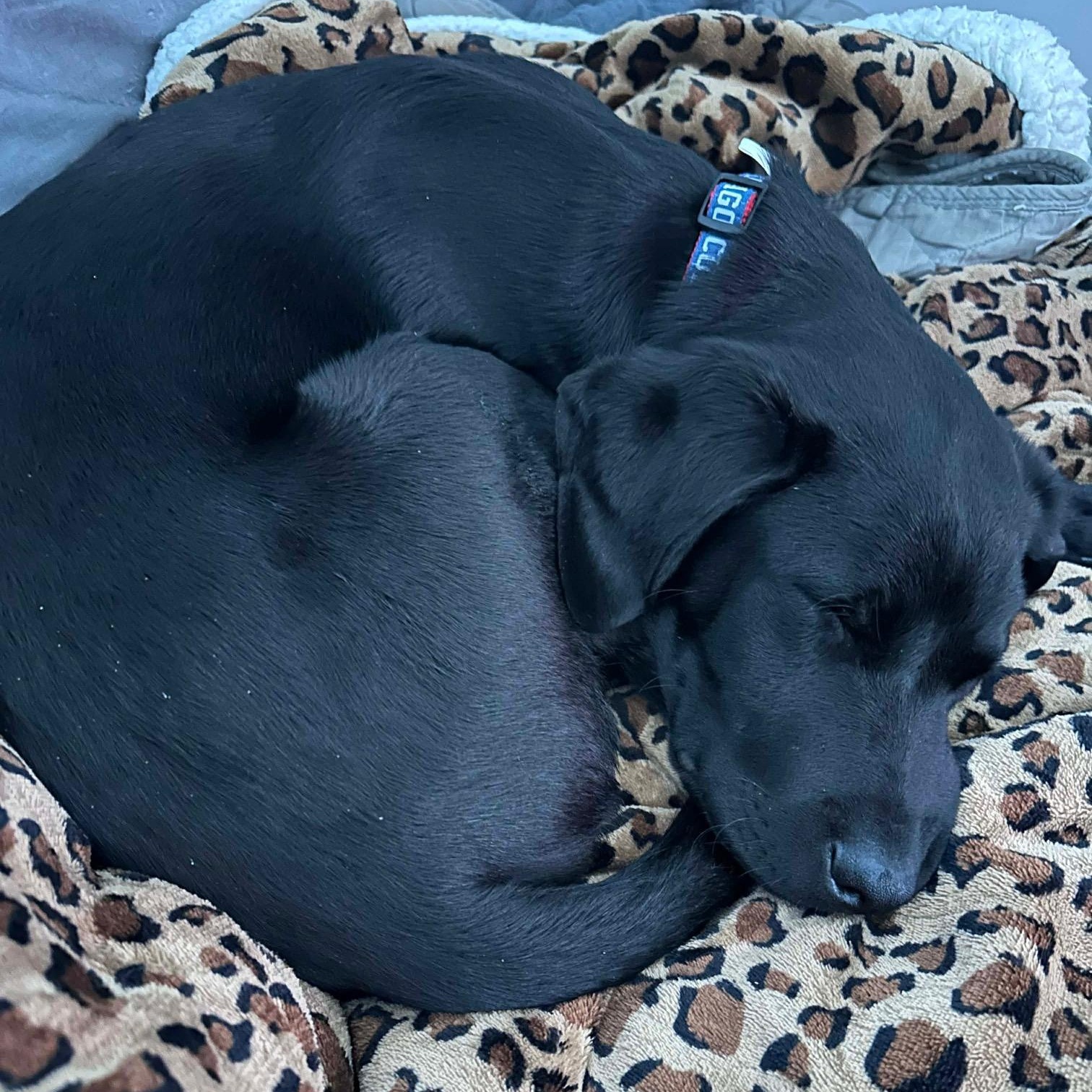 Waylon, a ADOPTABLE mixed breed in Lewisville, IN image 3/4