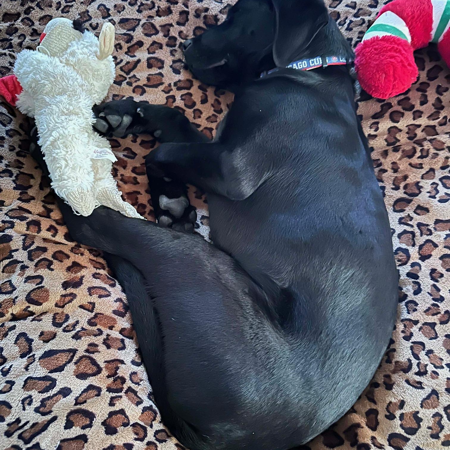 Waylon, a ADOPTABLE mixed breed in Lewisville, IN image 4/4