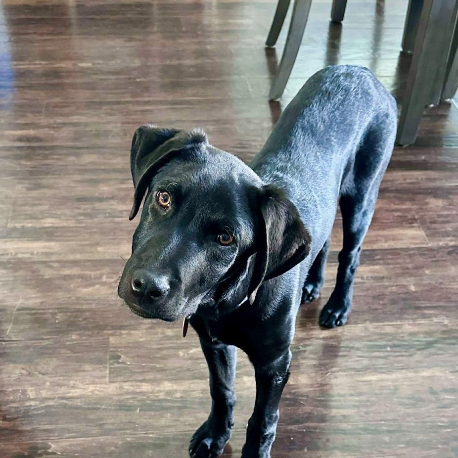 Waylon, a ADOPTABLE mixed breed in Lewisville, IN image 2/4