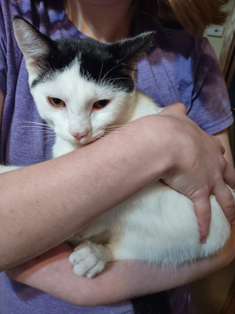 Sam, Adoptable, Young Male Domestic Short Hair.