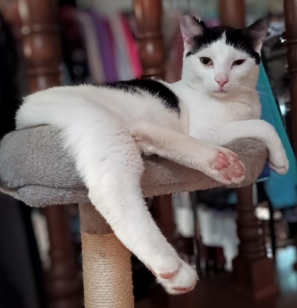 Sam, Adoptable, Young Male Domestic Short Hair.