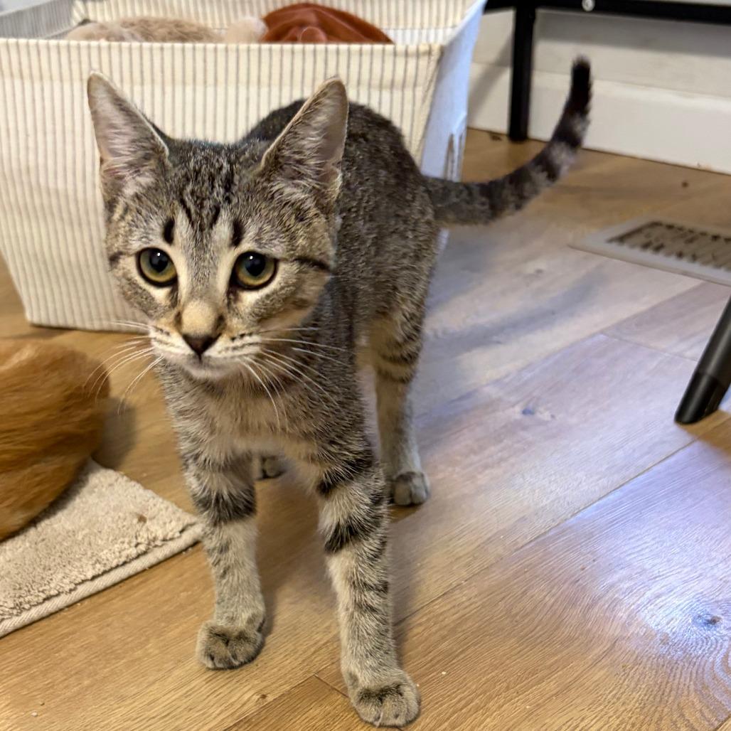 Kia, Adoptable, Kitten Female Domestic Short Hair.