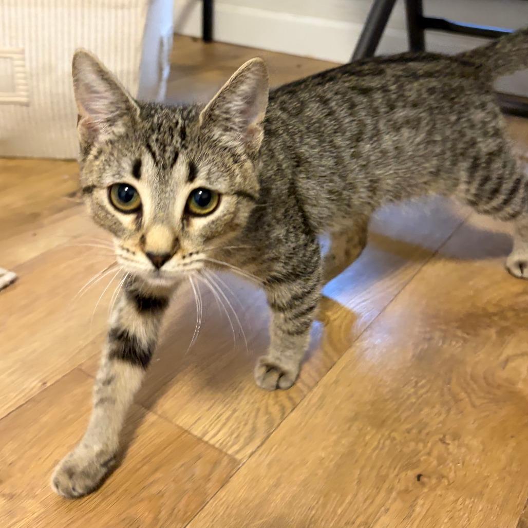 Enlarge Kia, a Adoptable Domestic Short Hair in Pleasanton, CA image 2/5