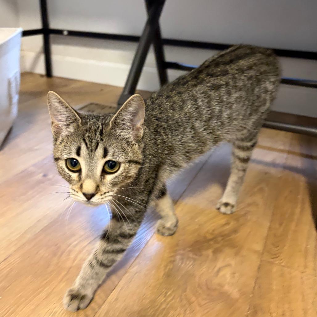 Enlarge Kia, a Adoptable Domestic Short Hair in Pleasanton, CA image 3/5