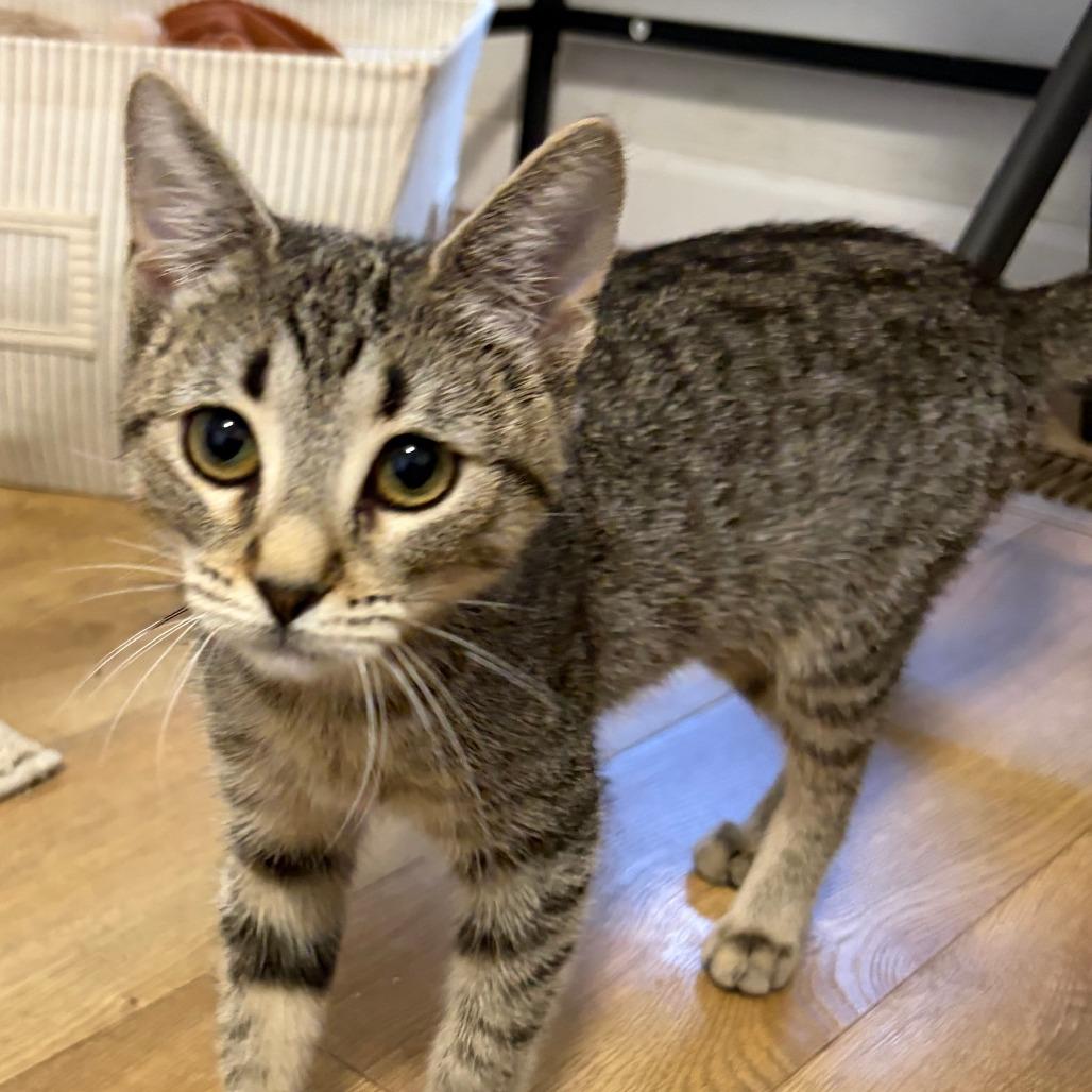 Enlarge Kia, a Adoptable Domestic Short Hair in Pleasanton, CA image 5/5