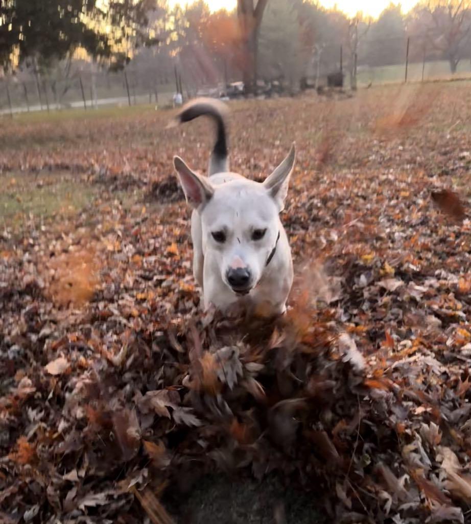 Enlarge Bjorn, a ADOPTABLE mixed breed in Ashland, IL image 2/4