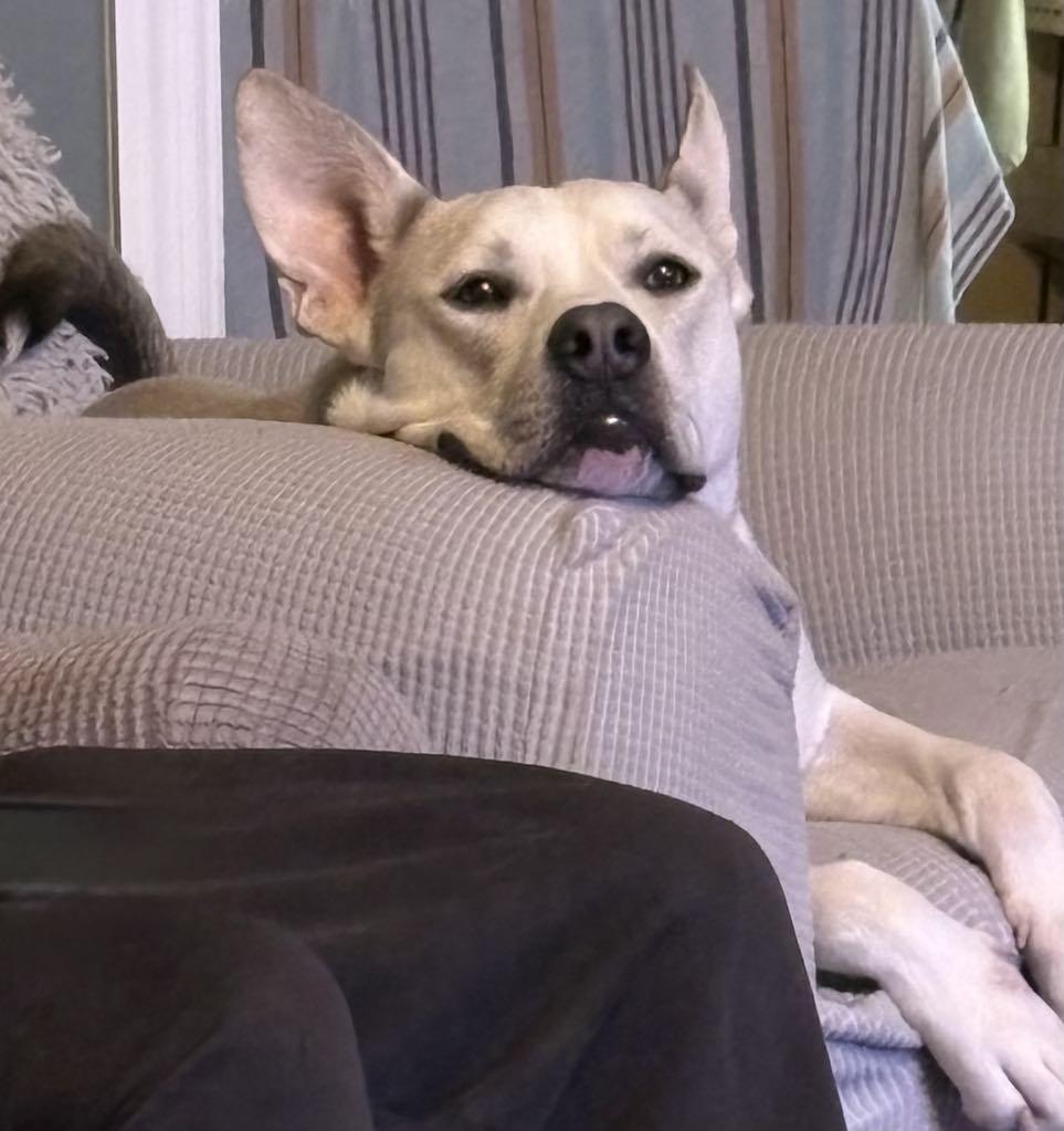 Bjorn, ADOPTABLE, Adult Male Husky & Shepherd.