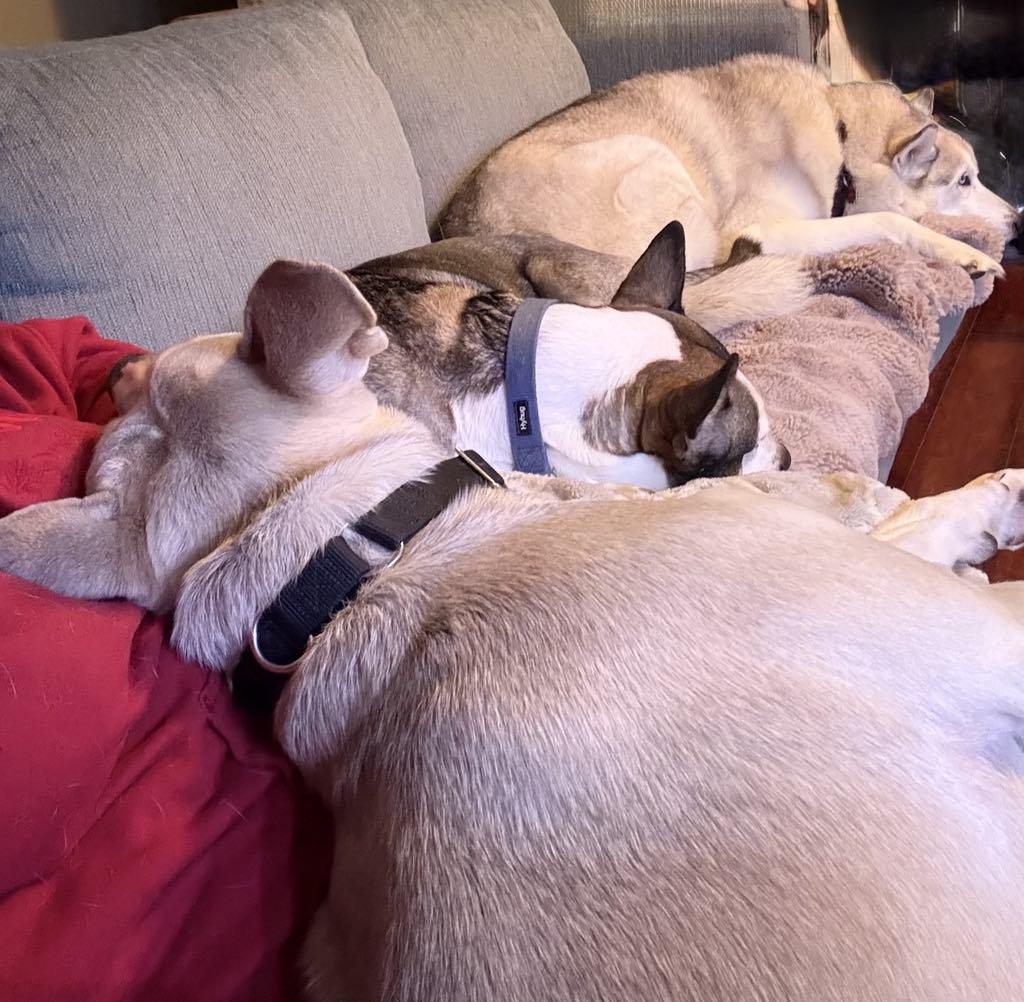 Enlarge Bjorn, a ADOPTABLE mixed breed in Ashland, IL image 3/4