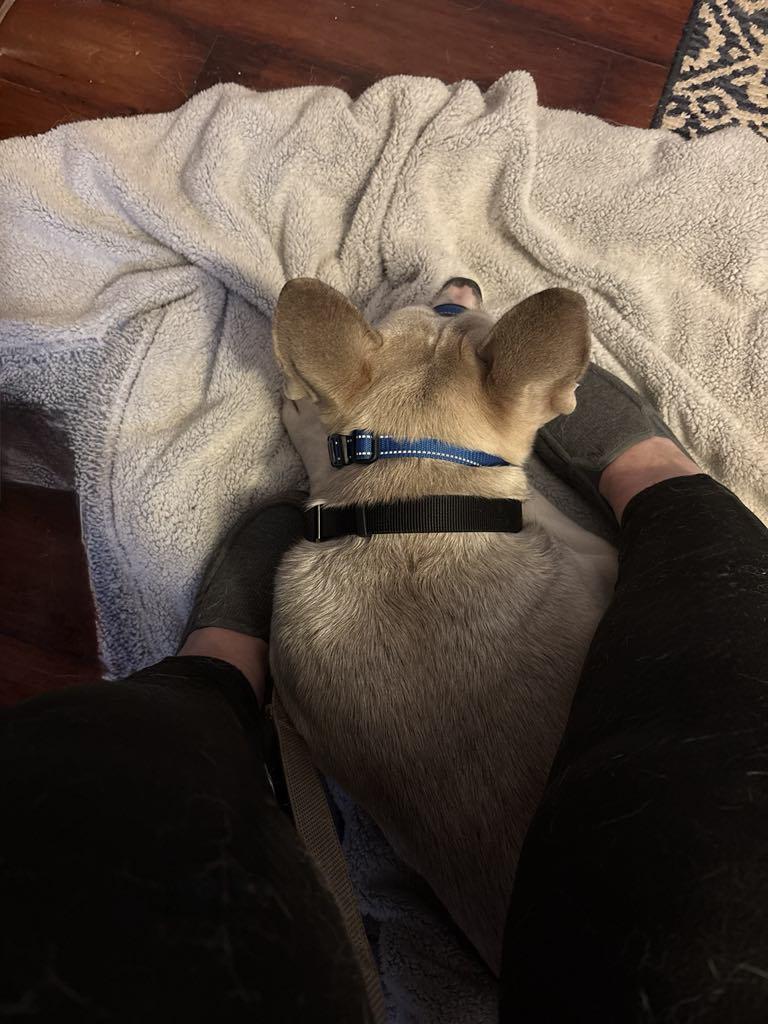 Enlarge Bjorn, a ADOPTABLE mixed breed in Ashland, IL image 4/4