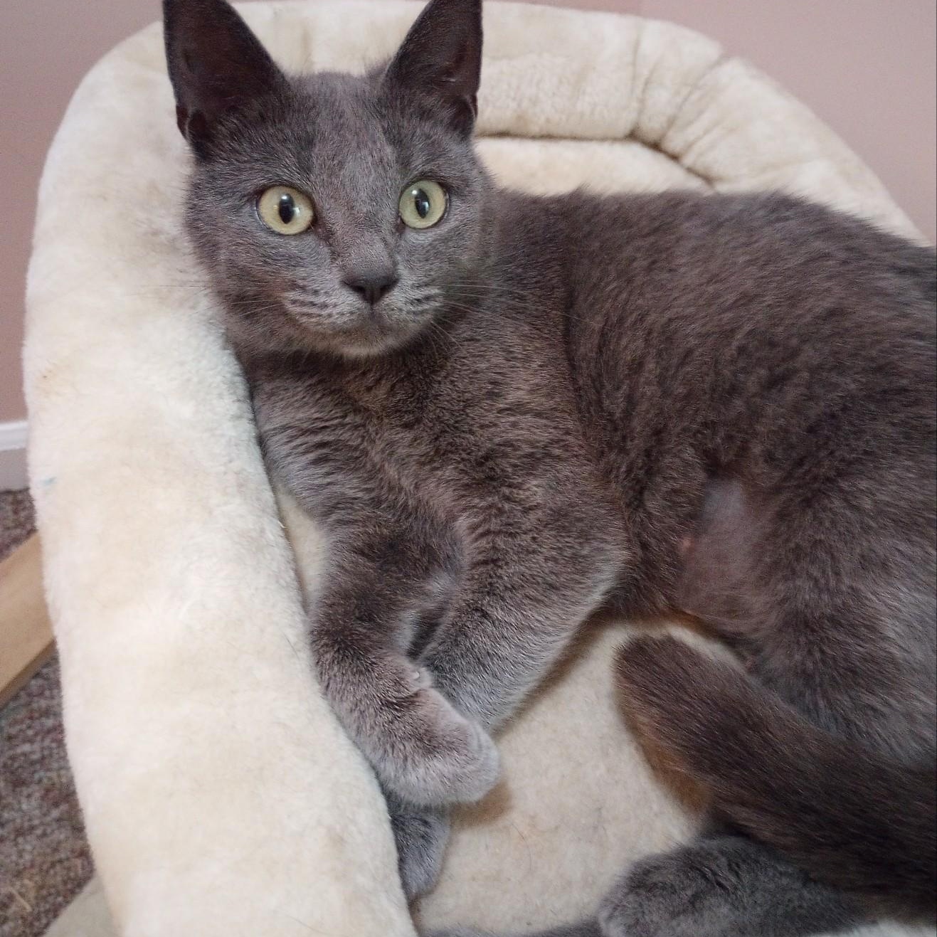 Enlarge Graycie, a ADOPTABLE Domestic Short Hair in Sewell, NJ image 1/2
