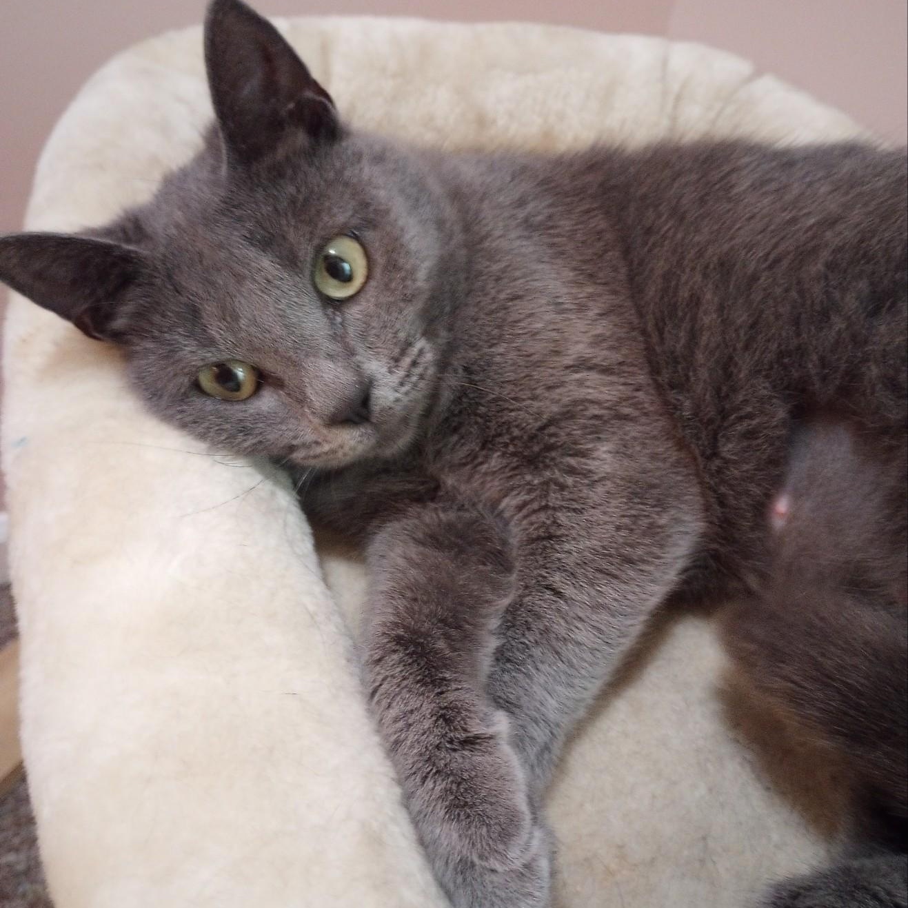 Enlarge Graycie, a ADOPTABLE Domestic Short Hair in Sewell, NJ image 2/2