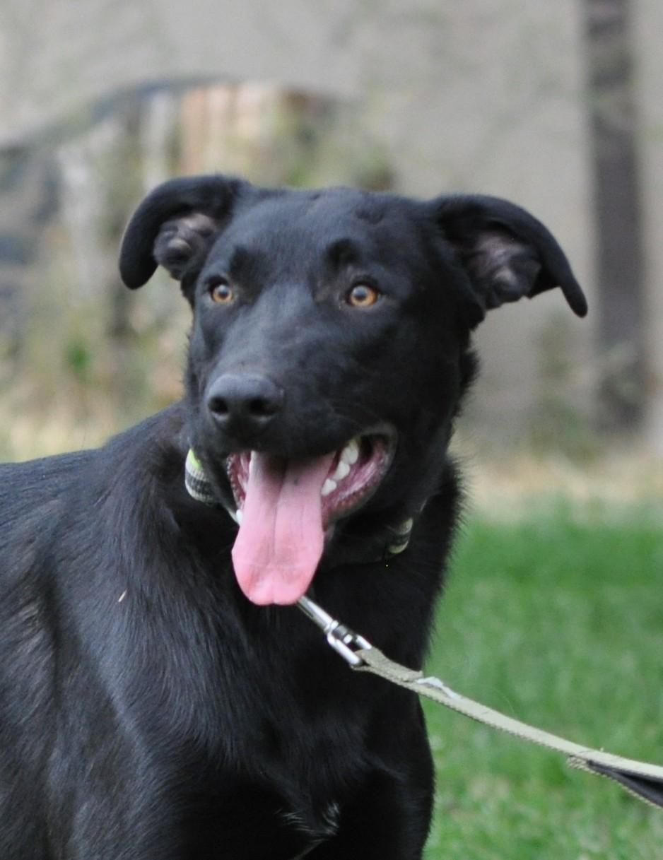 Osito, an adoptable Shepherd in Union Gap, WA, 98903 | Photo Image 1