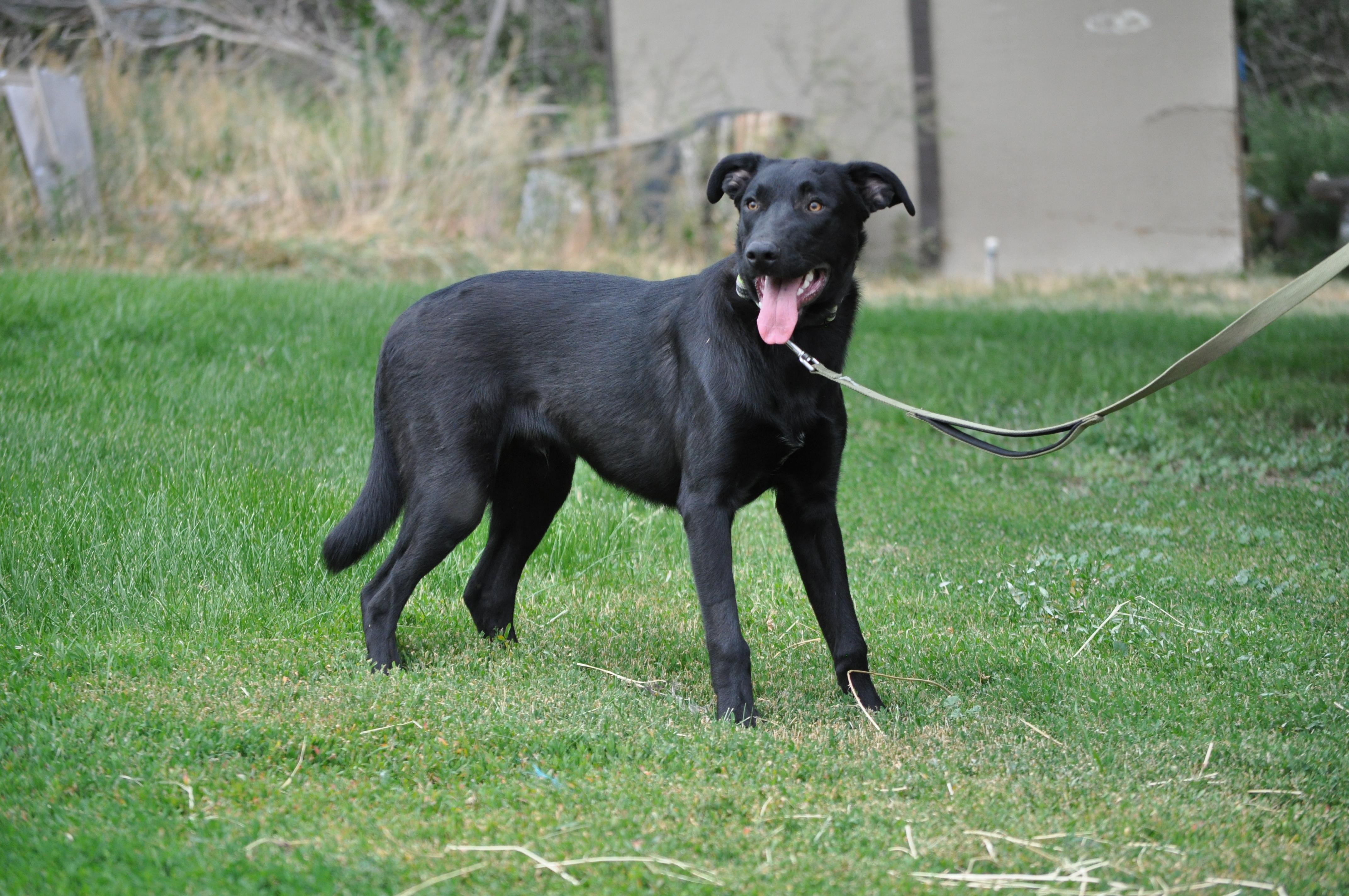 Osito, an adoptable Shepherd in Union Gap, WA, 98903 | Photo Image 4