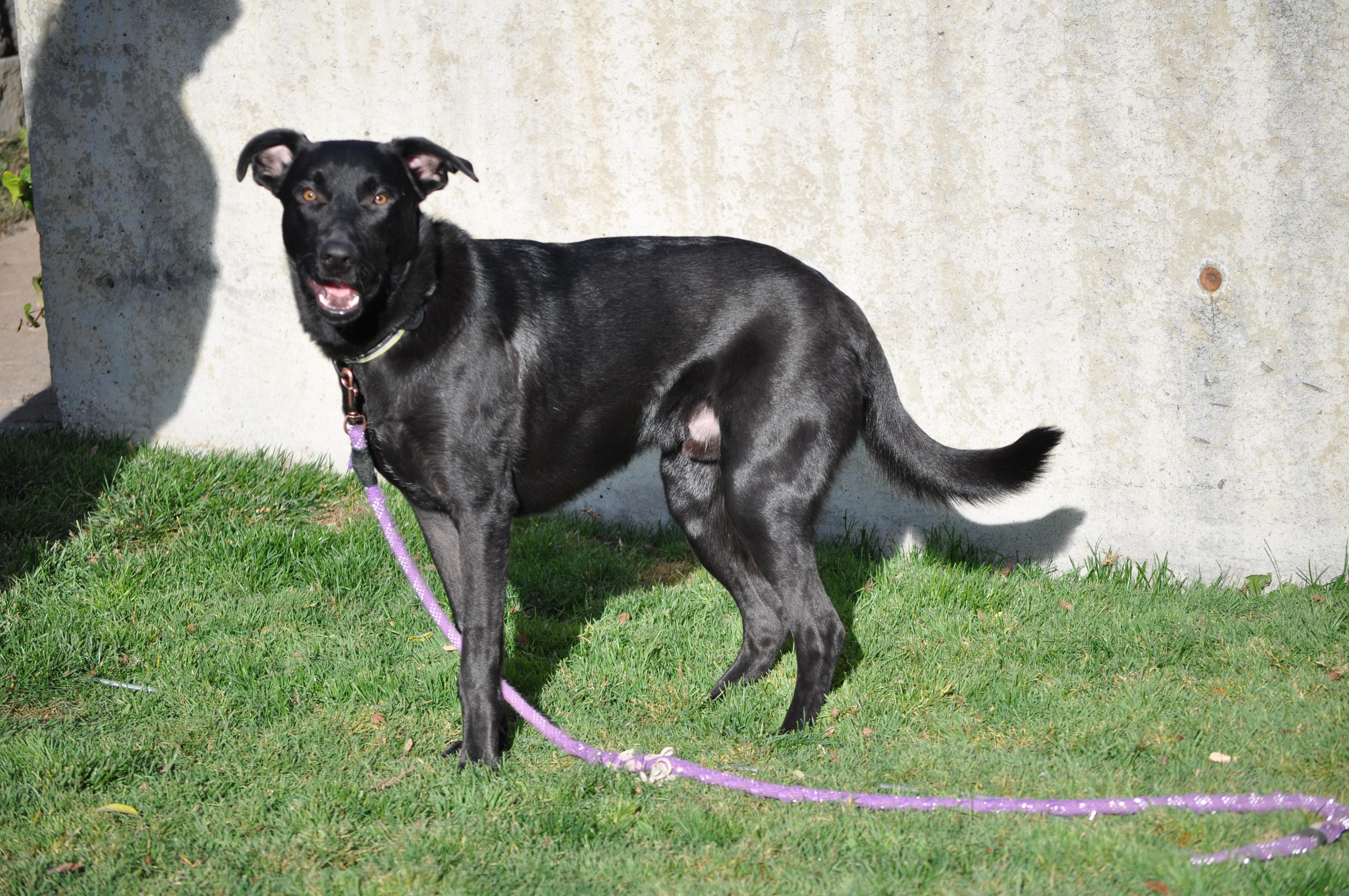 Osito, an adoptable mixed breed in Union Gap, WA image 5/6