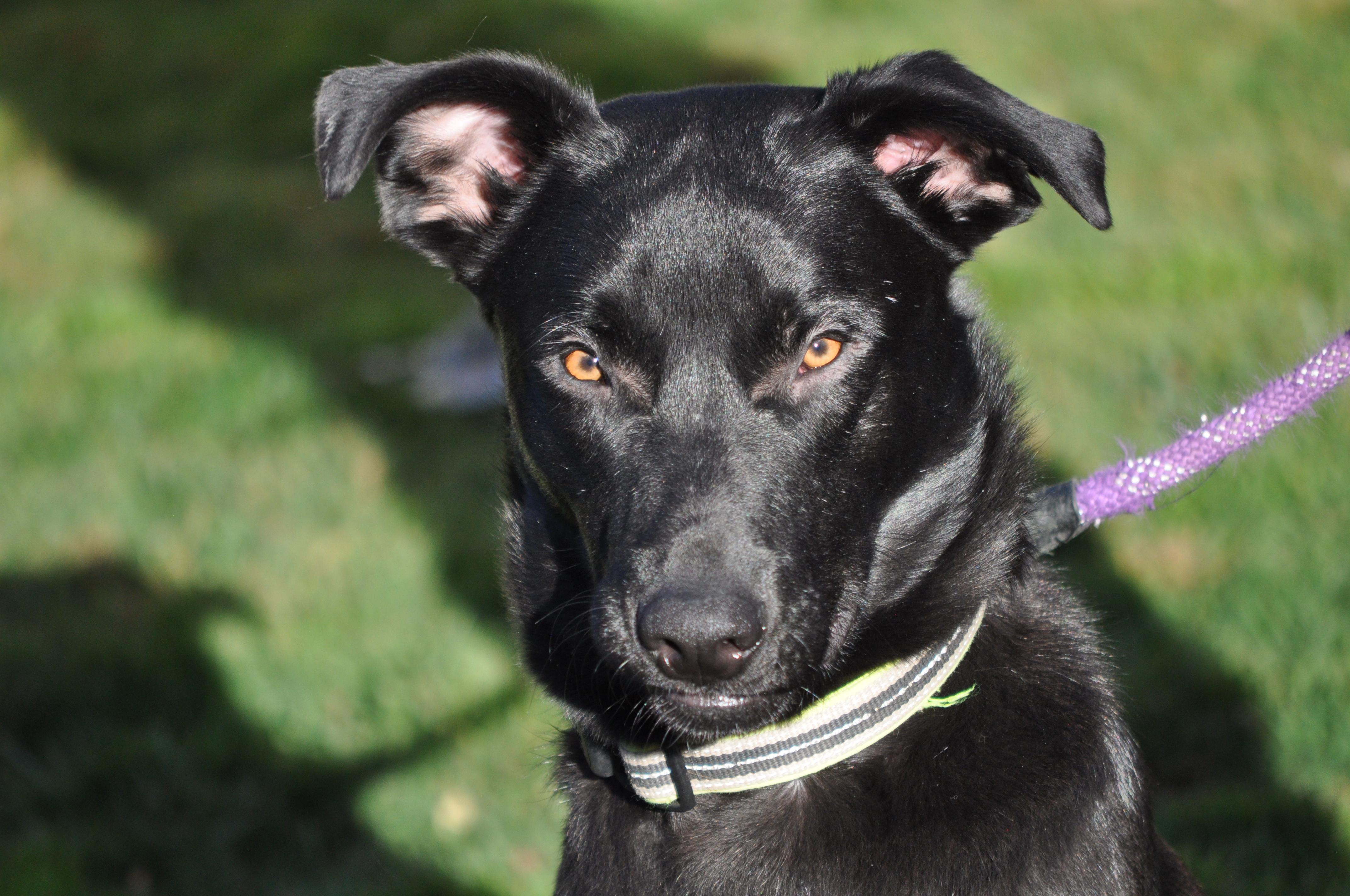 Osito, adoptable, Young Male Shepherd & Great Pyrenees.